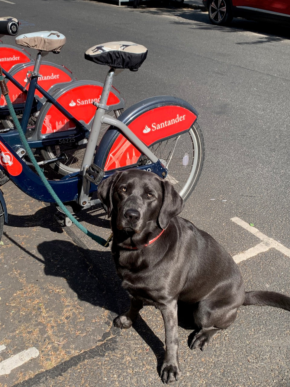 Brown Labrador Waterproof Bike Seat Cover Slim - Pale Blue